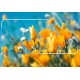 Захисне скло Oppo Find X2 (Mocolo 0.33 mm)